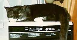 Sylvester on Microwave